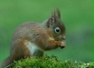 Red Squirrel